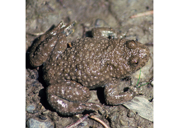 Gelbbauchunke (Bombina variegata) - © Werner Kammel