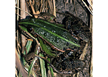 Wasserfrösche (Pelophylax kl. esculentus) - © Werner Kammel