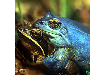 Balkan-Moorfrosch (Rana arvalis wolterstorffi) - © Werner Kammel