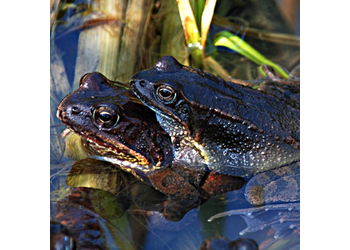 Grasfrosch (Rana temporaria) - © Werner Kammel