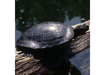 Neuwelt-Sumpfschildkröten (Emydidae) - © Werner Kammel
