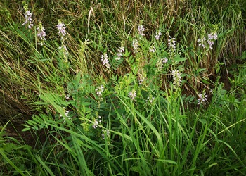 Echte Geißraute (Galega officinalis) - © Bernard Wieser