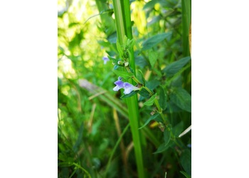 Sumpf-Helmkraut (Scutellaria galericulata) - © Bernard Wieser