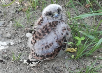 Turmfalke (Falco tinnunculus) - © Bernard Wieser