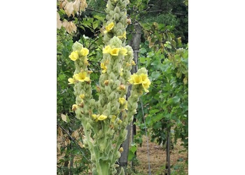 Großblütige Königskerze (Verbascum densiflorum) - © Bernard Wieser