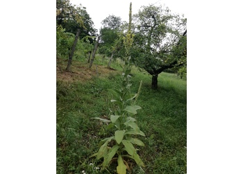 Großblütige Königskerze (Verbascum densiflorum) - © Bernard Wieser
