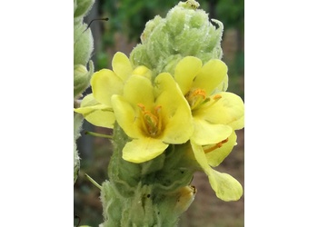 Großblütige Königskerze (Verbascum densiflorum) - © Bernard Wieser