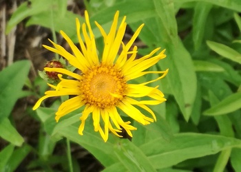 Weidenblättriger Alant (Inula salicina) - © Bernard Wieser