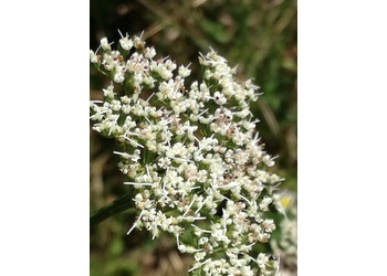 Kümmelblättrige Silge (Selinum carvifolia) - © Bernard Wieser