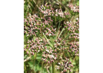 Kümmelblättrige Silge (Selinum carvifolia) - © Bernard Wieser