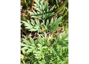 Kümmelblättrige Silge (Selinum carvifolia) - © Bernard Wieser
