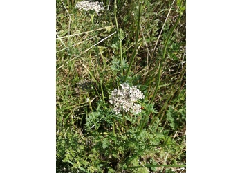 Kümmelblättrige Silge (Selinum carvifolia) - © Bernard Wieser