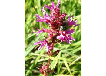 Gewöhnliche Blutweiderich (Lythrum salicaria) - © Bernard Wieser