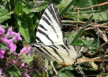 Segelfalter (Iphiclides podalirius) - © Bernard Wieser