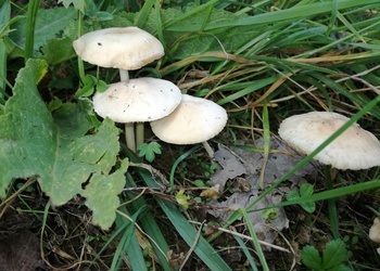 Nelkenschwindling (Marasmius oreades) - © Bernard Wieser