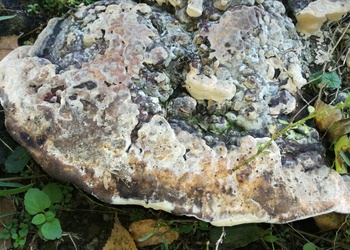 Eschen-Baumschwamm (Perenniporia fraxinea) - © Bernard Wieser