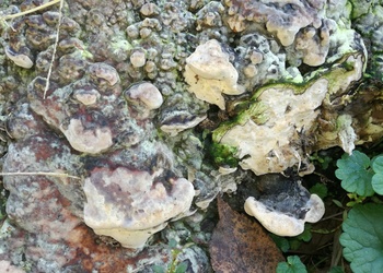 Eschen-Baumschwamm (Perenniporia fraxinea) - © Bernard Wieser