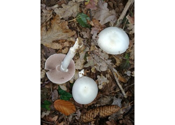 Schiefknolliger Anis-Champignon (Agaricus essettei) - © Bernard Wieser