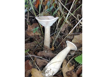 Mönchskopf-Trichterling (Infundibulicybe geotropa ) - © Bernard Wieser