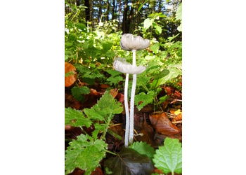 Hasen-Tintling (Coprinopsis lagopus) - © Bernard Wieser