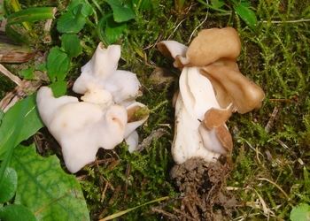 Herbstlorchel (Helvella crispa) - © Bernard Wieser
