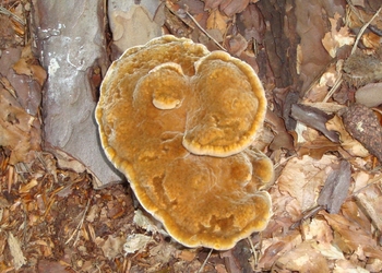 Kiefern-Braunporling (Phaeolus schweinitzii) - © Bernard Wieser