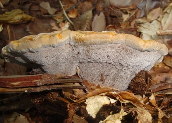 Kiefern-Braunporling (Phaeolus schweinitzii) - © Bernard Wieser