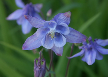 Gemeine Akelei (Aquilegia vulgaris) - © Bernard Wieser