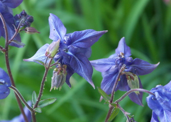 Gemeine Akelei (Aquilegia vulgaris) - © Bernard Wieser