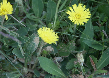 Kleines Habichtskraut (Hieracium pilosella) - © Bernard Wieser