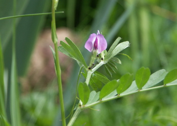 Schmalblättrige Wicke (Vicia angustifolia) - © Bernard Wieser
