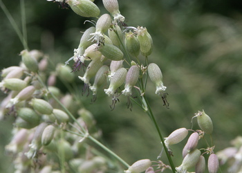Klatschnelke (Silene vulgaris) - © Bernard Wieser