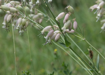Klatschnelke (Silene vulgaris) - © Bernard Wieser