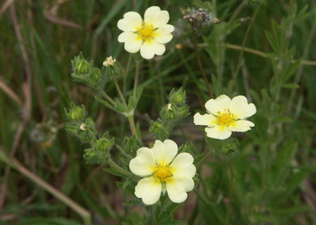 Aufrechtes Fingerkraut (Potentilla recta) - © Bernard Wieser