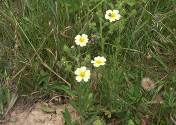 Aufrechtes Fingerkraut (Potentilla recta) - © Bernard Wieser