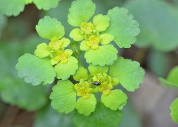 Wechselblättriges Milzkraut (Chrysosplenium alternifolium) - © Bernard Wieser