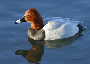 Tafelente (Aythya fulica) - © Alois Absenger