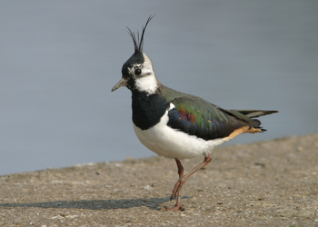Kiebitz (Vanellus vanellus) - © Alois Absenger