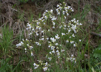 Wiesen-Schaumkresse (Cardamine pratensis) - © Bernard Wieser