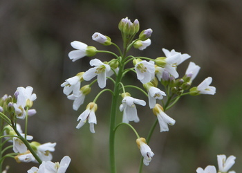 Wiesen-Schaumkresse (Cardamine pratensis) - © Bernard Wieser