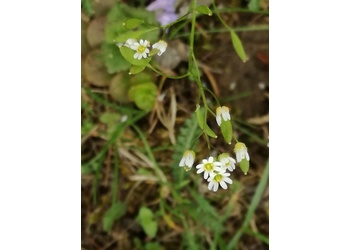 Frühlings-Hungerblümchen (Draba verna) - © Bernard Wieser