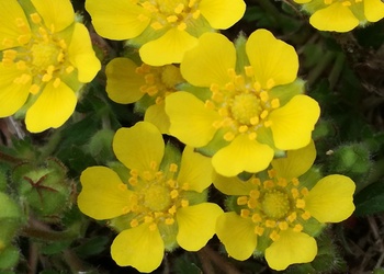 Sternhaariges Fingerkraut (Potentilla pusilla) - © Bernard Wieser