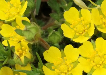 Sternhaariges Fingerkraut (Potentilla pusilla) - © Bernard Wieser