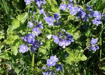 Gamander-Ehrenpreis (Veronica chamaedrys) - © Bernard Wieser