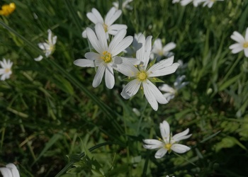 Groß-Sternmiere (Stellaria holostea) - © Bernard W