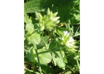 Knäueliges Hornkraut (Cerastium glomeratum) - © Bernard Wieser