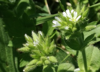 Knäueliges Hornkraut (Cerastium glomeratum) - © Bernard Wieser