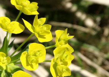 Zypressen-Wolfsmilch (Euphorbia cyparissias) - © Bernard Wieser