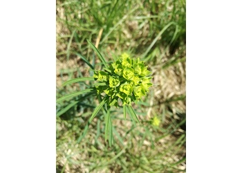 Esels-Wolfsmilch (Euphorbia esula) - © Bernard Wieser