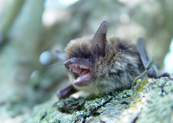 Bartfledermaus (Myotis mystacinus) - © Primož Presetnik